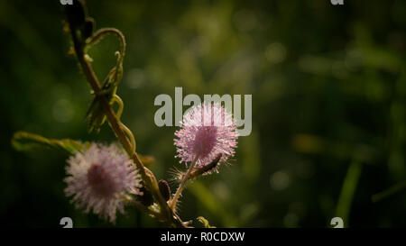 Fleur de plante Sensitive ou somnolente. Banque D'Images