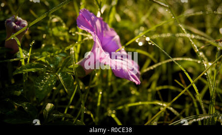 Gloire du matin fleur en fond d'herbe verte. Banque D'Images