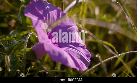 Gloire du matin fleur en fond d'herbe verte. Banque D'Images