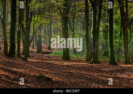 Matin d'automne forêt à pied en forêt de hêtre avec tapis de feuilles et d'arbres sun streaming, Pays de Galles, Royaume-Uni Banque D'Images