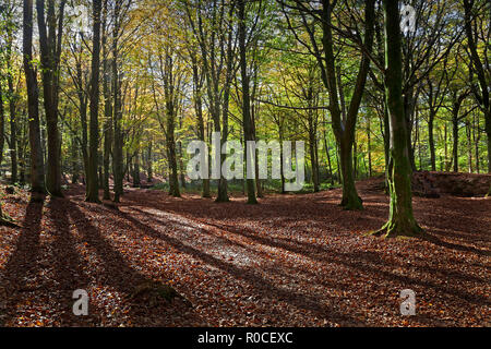 Matin d'automne forêt à pied en forêt de hêtre avec tapis de feuilles et d'arbres sun streaming, Pays de Galles, Royaume-Uni Banque D'Images