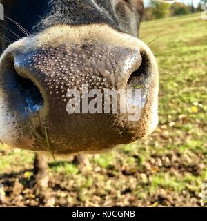 Close up of cow's nez reniflant fermer à l'appareil photo Banque D'Images