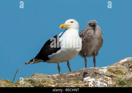 Grand black gull Larus marinus Skomer Island West Pembrokeshire Wales UK Banque D'Images