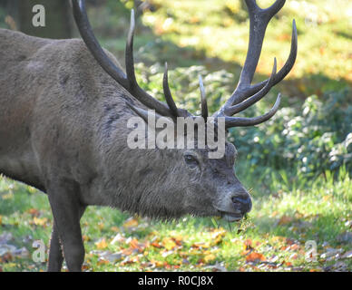 Close up d'un cerf pendant la saison du rut Banque D'Images