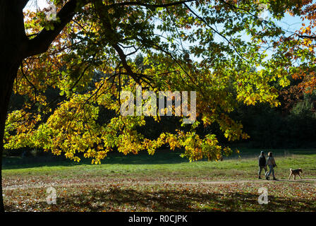 Couleurs d'automne sur Hampstead Heath avec le soleil qui brille sur les feuilles de chêne d'or au premier plan et un couple en train de marcher leur chien. Banque D'Images