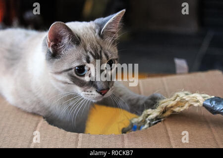 Un chaton espiègle joue avec une corde dans une boîte en carton Banque D'Images