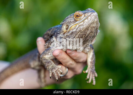 Dragon barbu dans les mains de propriétaires Banque D'Images