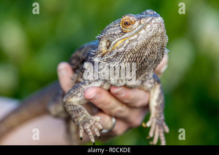 Dragon barbu dans les mains de propriétaires Banque D'Images