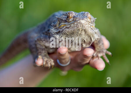 Dragon barbu dans les mains de propriétaires Banque D'Images