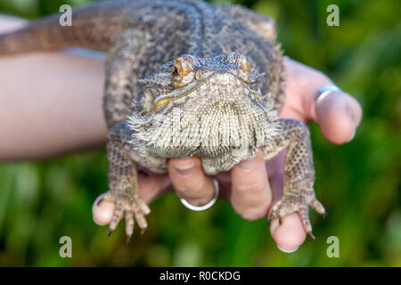 Dragon barbu dans les mains de propriétaires Banque D'Images