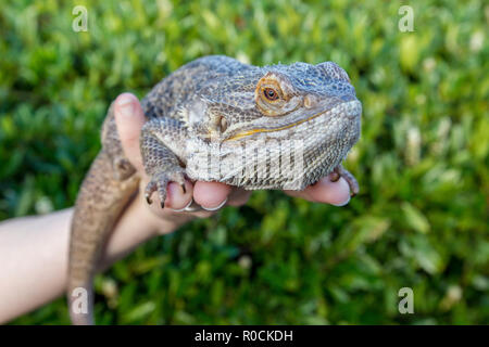 Dragon barbu dans les mains de propriétaires Banque D'Images