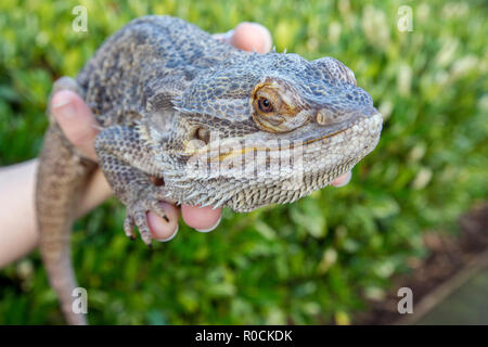 Dragon barbu dans les mains de propriétaires Banque D'Images