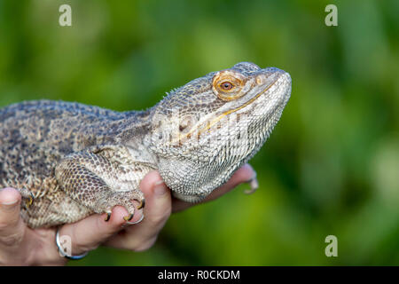 Dragon barbu dans les mains de propriétaires Banque D'Images