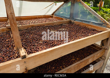 Le séchage des grains de café biologique dans des caisses Outdoor Banque D'Images