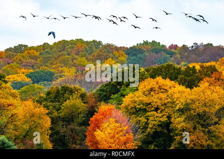 New York, USA, 1 novembre 2018. Un seul pigeon (L) est vu ci-dessous une cale de des oies survolant New York's Van Cortlantd Park, avec l'automne fo Banque D'Images