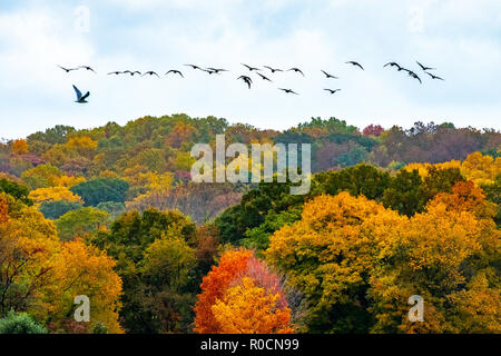 New York, USA, 1 novembre 2018. Un seul pigeon (L) est vu ci-dessous une cale du vol d'oies sur le feuillage d'automne au New York's Van Cortlantd Pa Banque D'Images