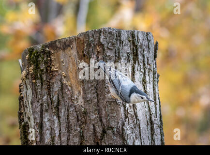 Sittelle à poitrine blanche au marais Tylee, Rosemère, Québec, Canada Banque D'Images