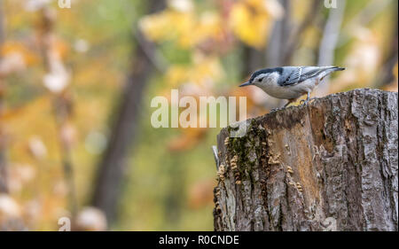 Sittelle à poitrine blanche au marais Tylee, Rosemère, Québec, Canada Banque D'Images