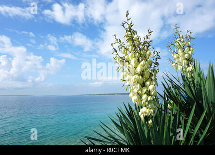 Fleurs blanches de Yucca Gloriosa plante en face de la belle lagune de la mer turquoise de la mer Adriatique Banque D'Images