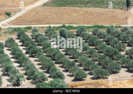 Plantation d'oliviers sur Messara Phaistos (Phaestus) à l'âge du Bronze, site archéologique, Faistos Région Irakleio, la crète (Kriti), Grèce Banque D'Images
