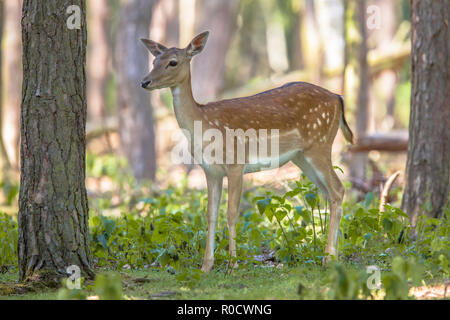 Femme cerf sika (Cervus nippon) en bordure de la forêt sur une journée ensoleillée Banque D'Images