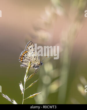 Cuivre fuligineux (papillon Lycaena tityrus) reposant sur l'oreille de l'herbe un jour d'été Banque D'Images