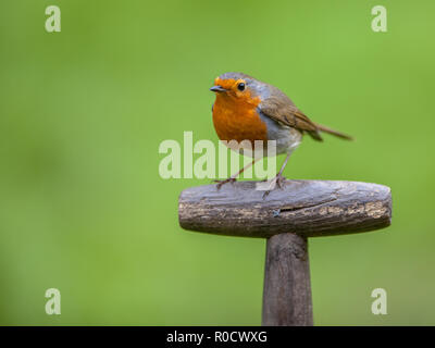 Red Robin (Erithacus rubecula aux abords) perché sur le manche d'une pelle. Cet oiseau est un compagnon régulier lors des activités de jardinage Banque D'Images