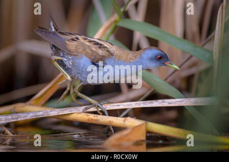 Peu rares et difficiles (Crake Porzana parva) sur la rive du lac de Metochi sur l'île de Lesbos, Grèce Banque D'Images