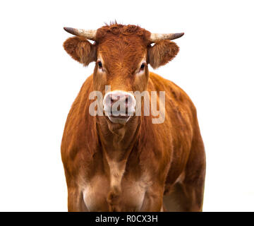 Heureux Vache brune Portrait. Un animal de ferme à la production de viande biologique sur un fond blanc Banque D'Images