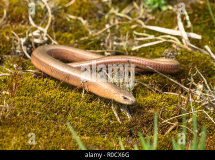 Slowworm (Anguis fragilis), apodes, lézard vert sur la mousse dans l'habitat naturel Banque D'Images