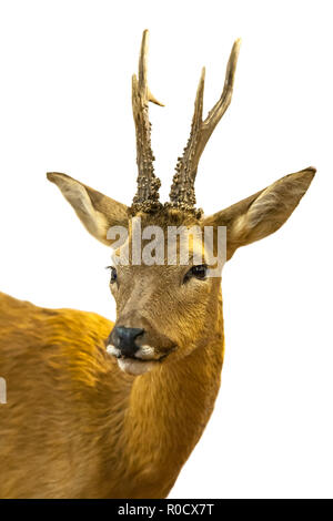 Portrait d'un chevreuil (Capreolus capreolus) sur fond blanc Banque D'Images