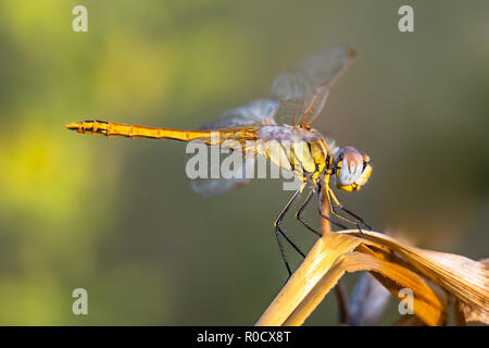 Le rouge-vert veiné ou Sympetrum fonscolombii (Nomad) est une libellule du genre Sympetrum Banque D'Images