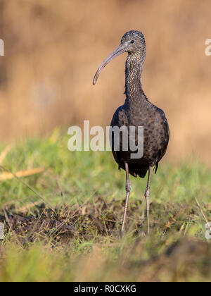 Regardant l'Ibis dans la réserve naturelle des marais herbeux. C'est la plus répandue des espèces d'ibis, de reproduction dans la région de sites dispersés dans les régions chaudes de l'Europe, Banque D'Images