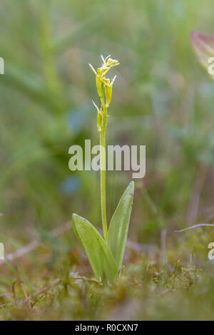 Orchidée Liparis loeselii (fen) dans l'habitat naturel d'une réserve naturelle protégée Banque D'Images