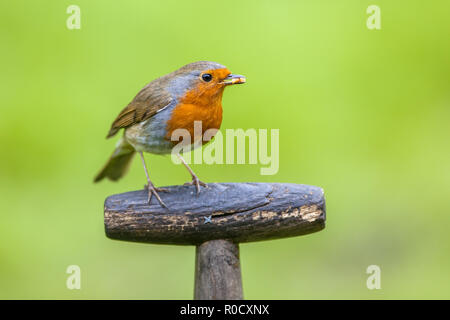 Red Robin (Erithacus rubecula aux abords) perché sur la poignée du manche d'une pelle. Cet oiseau est un compagnon régulier lors des activités de jardinage Banque D'Images