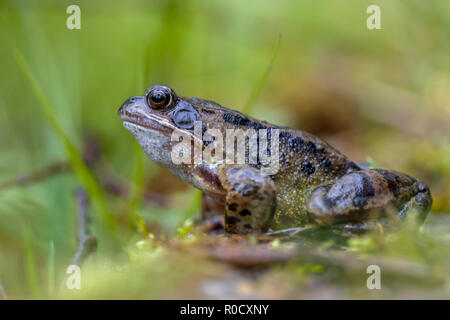 Mâles de la grenouille rousse (Rana temporaria) sur le bord de l'eau d'un étang d'amphibiens Banque D'Images