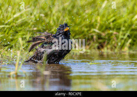 L'Étourneau sansonnet (Sturnus vulgaris) en prenant un bain d'eau dans une piscine par une chaude journée d'été ensoleillée Banque D'Images