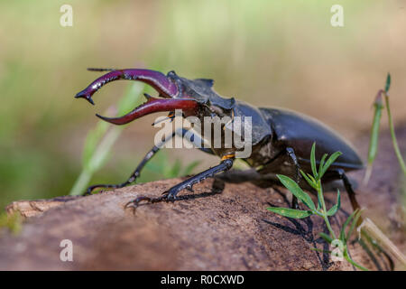 Stag Beetle (Lucanus cervus) Habitat naturel en plein air Banque D'Images
