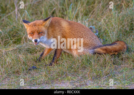 Image d'un rouge agressif fox prêt à l'attaque. Ce cercle vicieux animal sauvage du désert. Shred à la recherche dans l'appareil photo. Les yeux dans les yeux avec un vulpin louches Banque D'Images