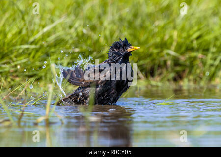 L'Étourneau sansonnet (Sturnus vulgaris) en prenant un bain d'eau dans une piscine par une chaude journée d'été ensoleillée Banque D'Images