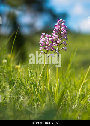 Orchidée militaire (Orchis militaris) dans un champ d'herbe fraîche Banque D'Images