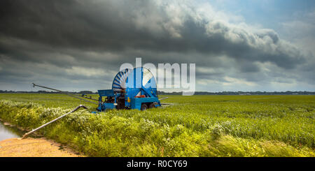 Bobine d'irrigation au travail dans un champ de maïs op aux Pays-Bas, Europe Banque D'Images