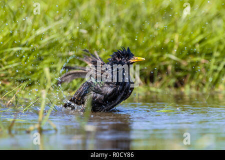 L'Étourneau sansonnet (Sturnus vulgaris) en prenant un bain d'eau éclaboussant dans une piscine par une chaude journée d'été ensoleillée. Waterdrops volent autour. Banque D'Images