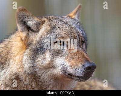 Grand méchant loup gris (Canis lupus lupus) est le plus spécialisé membre du genre Canis, comme démontré par ses adaptations morphologiques à la chasse l Banque D'Images