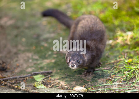 L'putois (Mustela putorius) à la recherche dans l'appareil photo Banque D'Images