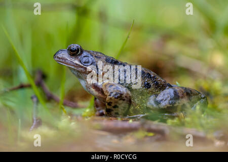 L'homme ou l'herbe commune grenouille (Rana temporaria) sur le bord de l'eau d'un étang d'amphibiens Banque D'Images