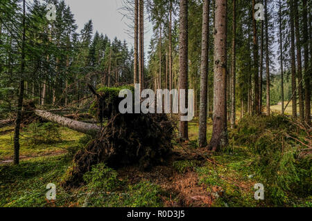 Belluno, Italie. Novembre 03, 2018. Avis de Val Visdende, au premier plan les arbres coupés par les inondations, Padova, Italie. © Stefano Mazzola / éveil / Alamy Live News Banque D'Images