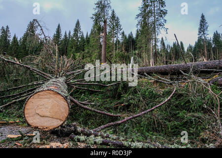 Belluno, Italie. Novembre 03, 2018. Avis de Val Visdende, au premier plan les arbres coupés par les inondations, Padova, Italie. © Stefano Mazzola / éveil / Alamy Live News Banque D'Images