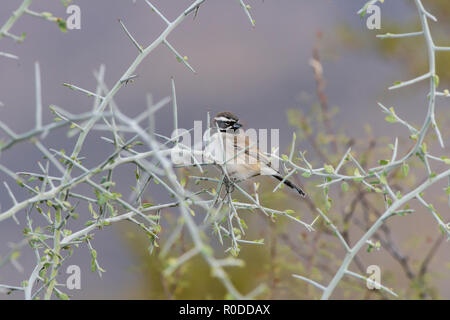 Un Bruant à gorge noire (amphispiza bilineata) perché sur graythorn (). Tucson Banque D'Images