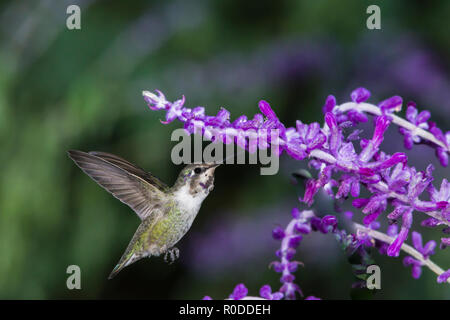 La Costa mâles immatures (Calypte costae Hummingbird) se nourrissant de sauge (Salvia leucantha mexicain). Tucson Banque D'Images